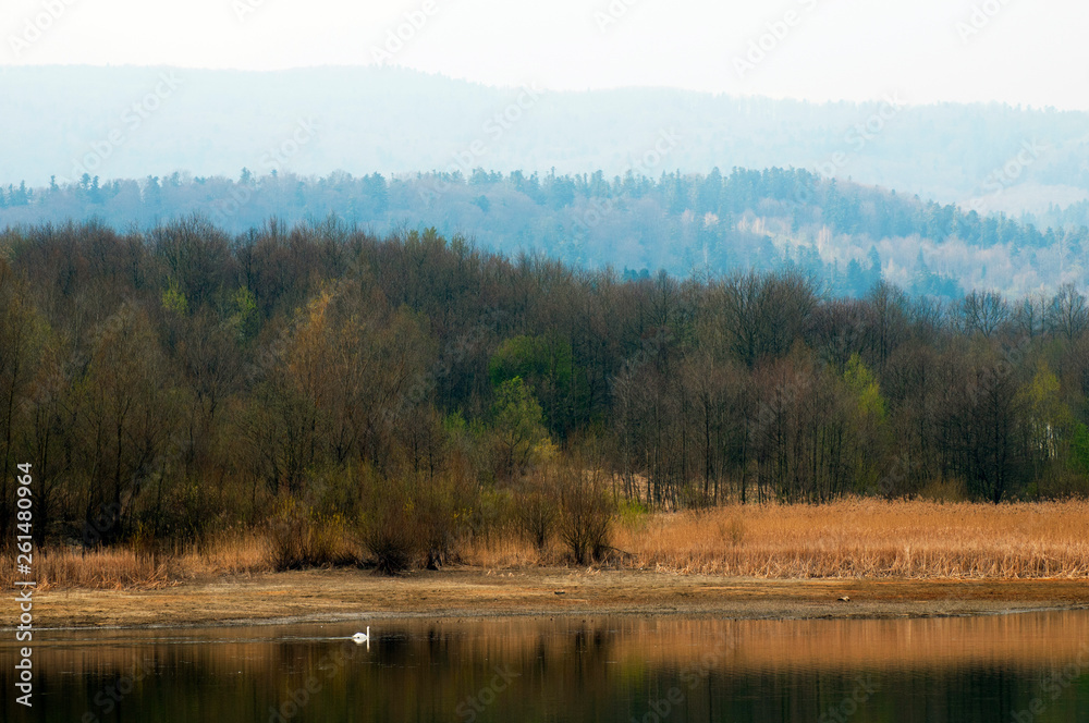 White swans on a mountain lake spring day under the open sky against the background of high mountains and bright forest White swans on a mountain lake spring day under the open sky against the background of high mountains and bright forest