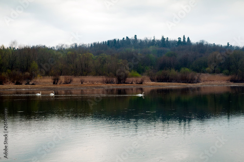 White swans on a mountain lake spring day under the open sky against the background of high mountains and bright forest © mikhailgrytsiv