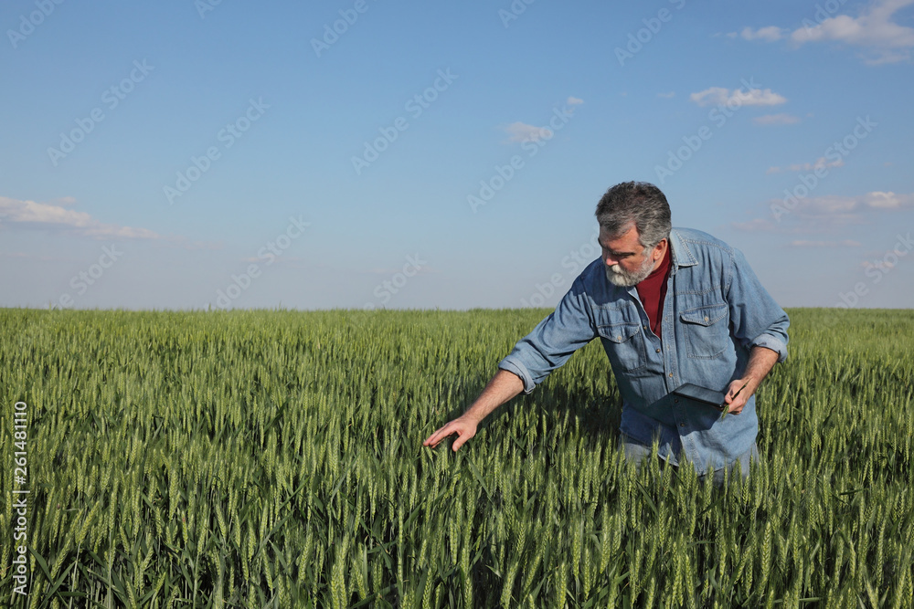Agriculture, farmer examining wheat field using tablet Agriculture, farmer examining wheat field using tablet