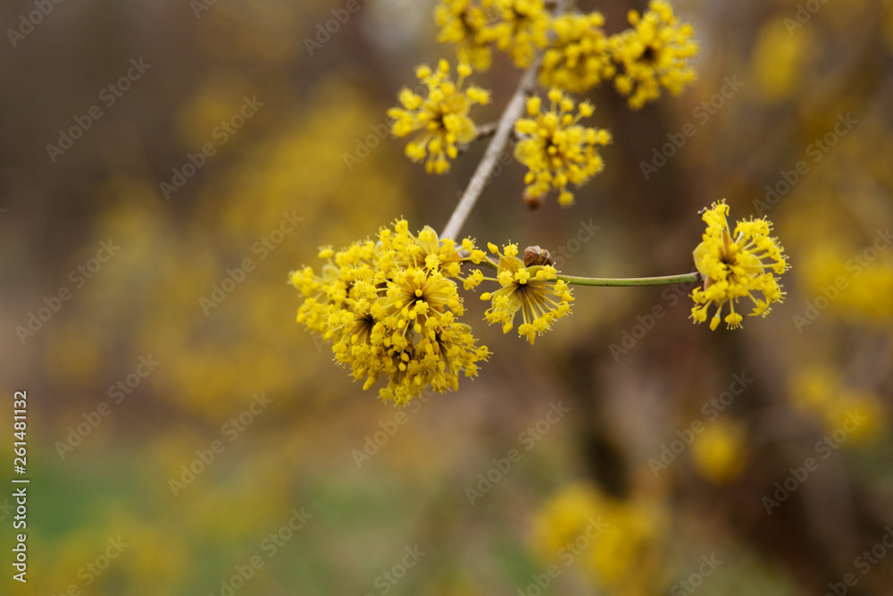 dogwood blooms in spring yellow flower. dogwood blooms in spring yellow flower.