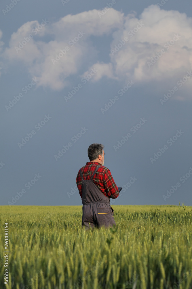 Agriculture, farmer examining wheat field using tablet Agriculture, farmer examining wheat field using tablet