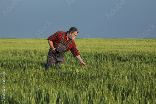 Agriculture, farmer examining wheat field using tablet © sima