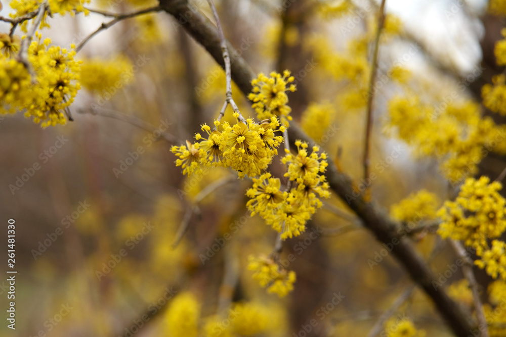 dogwood blooms in spring yellow flower. dogwood blooms in spring yellow flower.