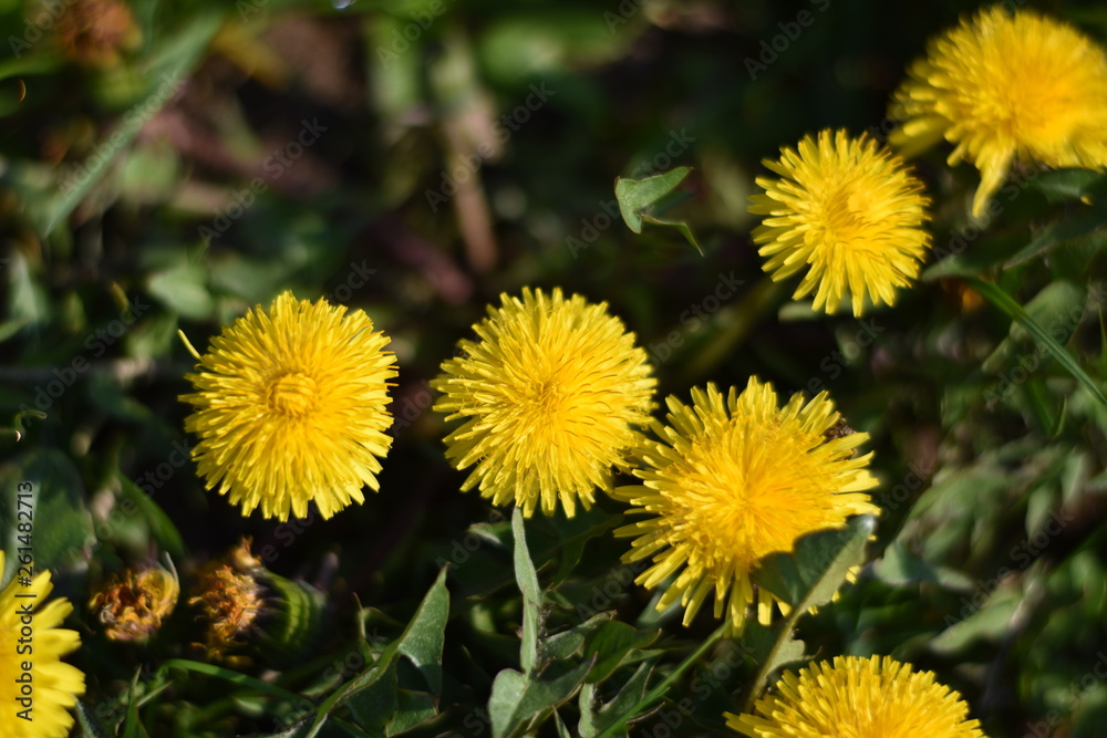 Blühender Löwenzahn (Taraxacum sect. Ruderalia) Blühender Löwenzahn (Taraxacum sect. Ruderalia)