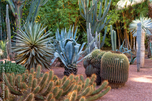 Marrakech, Morocco - 11, 2019 : Various cactuses at the Jardin Majorelle botanical garden located in Marrakech, Morocco.
