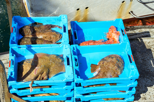 Blue plastic containers with catch of sea Electric Stingray, redfish and Monkfish, ocean delicacies. Industrial catch of fresh fish. Fish auction. Blanes, Spain, Costa Brava. Fishing in port Blanes photo