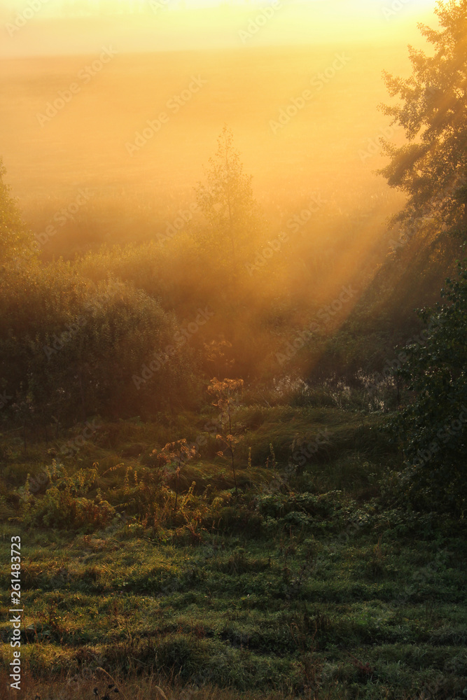 Obraz premium foggy morning in the forest