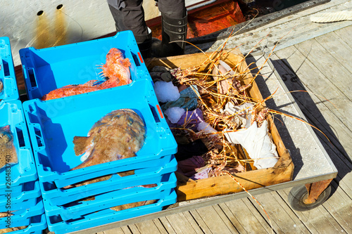 Blue plastic containers with catch of sea lobster, redfish and Monkfish, ocean delicacies. Industrial catch of fresh fish. Fish auction. Blanes, Spain, Costa Brava. Fishing in port photo