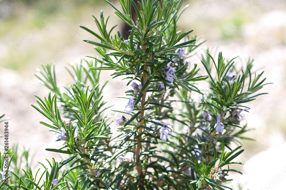 Fototapeta premium Rosemary blossoming in garden