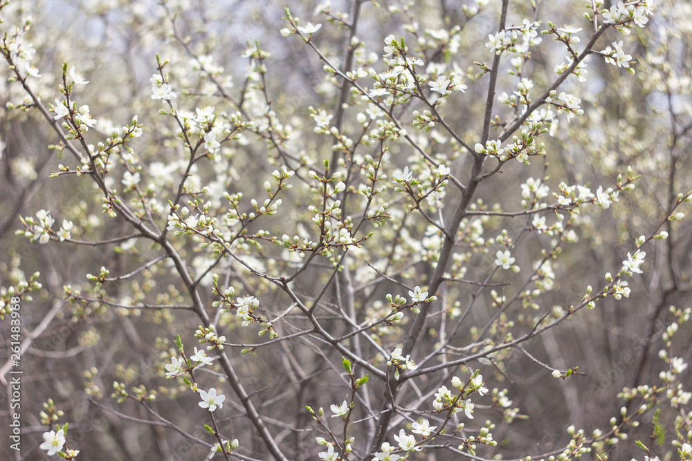 blooming blackthorn tree in spring blooming blackthorn tree in spring