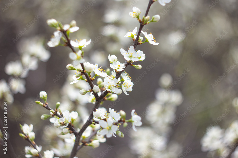 blooming cherry tree in spring blooming cherry tree in spring