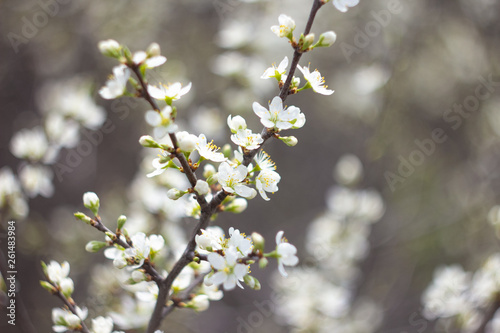 Obraz na płótnie blooming cherry tree in spring