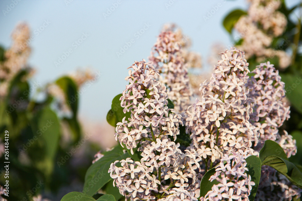 lilac lilac