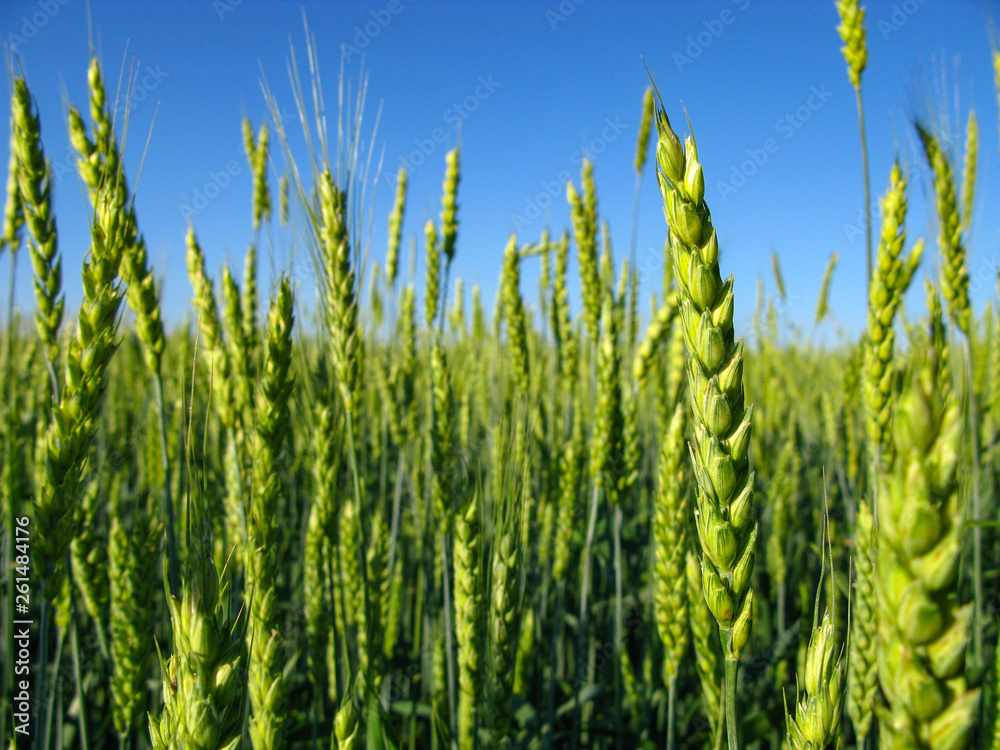 Obraz premium field of wheat
