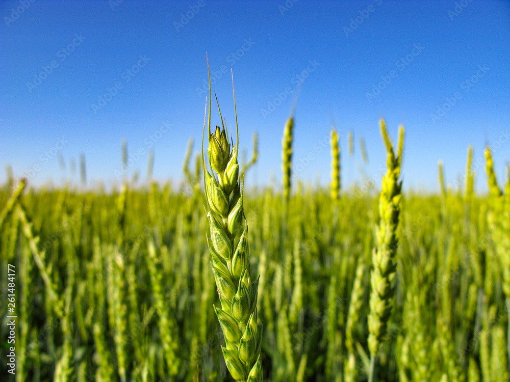 Obraz premium field of wheat and blue sky