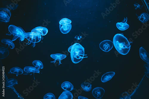 Poisonous jellyfish in the Barcelona aquarium illuminated by a blue light, Aurelia aurita