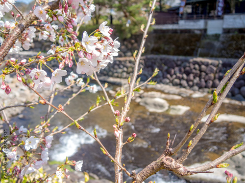 【静岡県伊豆市】満開の桜【修善寺温泉】