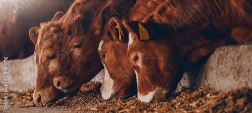 Fototapeta Naklejka Na Ścianę i Meble -  Close up of calves on animal farm eating food. Meat industry concept.