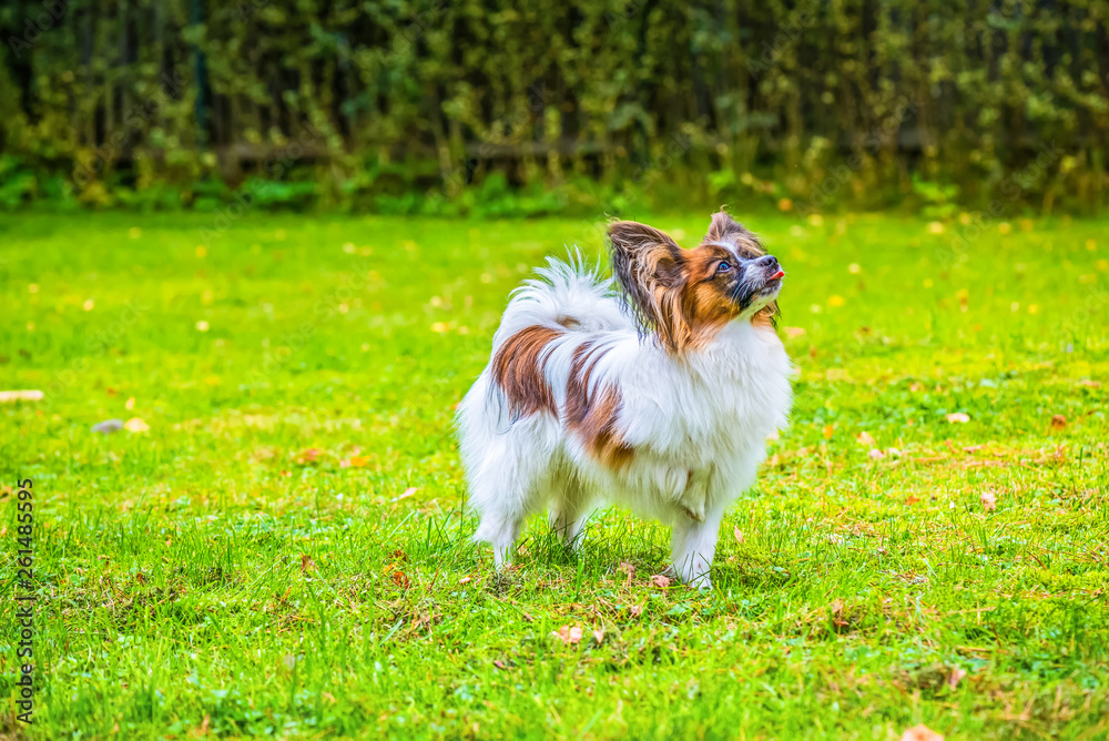 Portrait of a papillon purebreed dog Portrait of a papillon purebreed dog