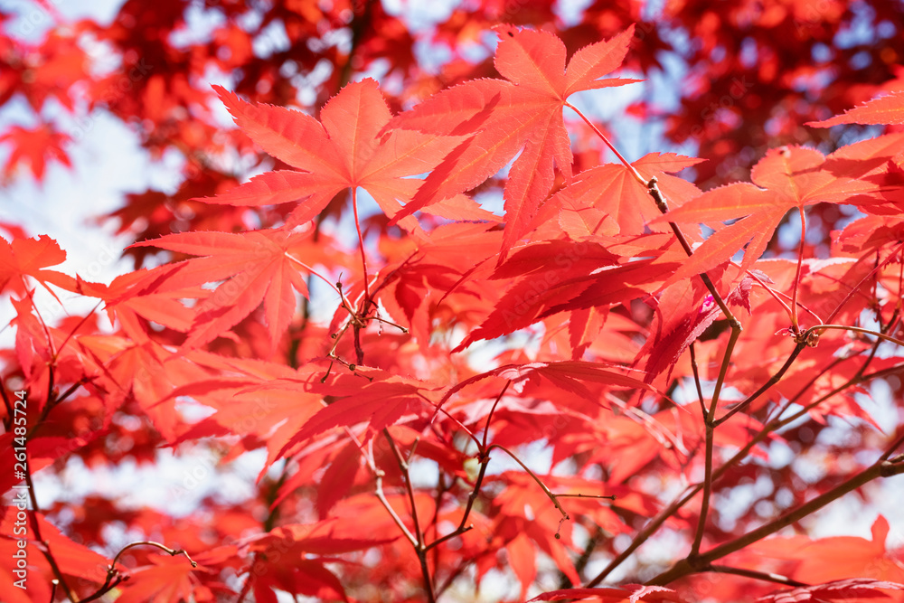 Red maple foliage against the sky Red maple foliage against the sky