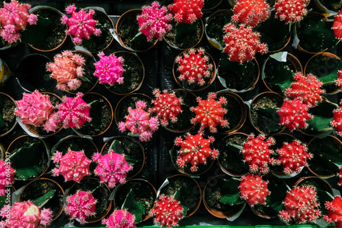 Pink and red Gymnocalycium cactus flowers in pots. Indoor ornamental plant. Top view.