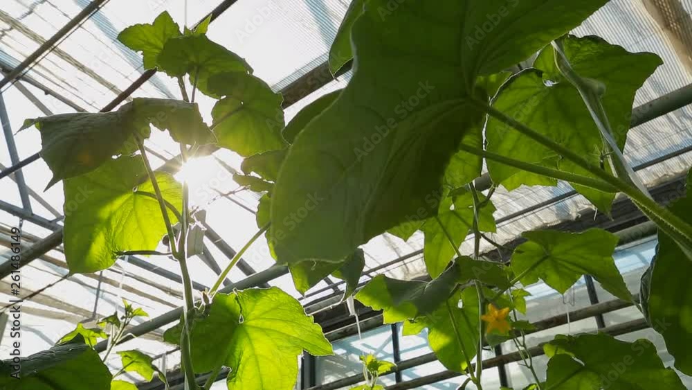 view of the bush of cucumber in the greenhouse