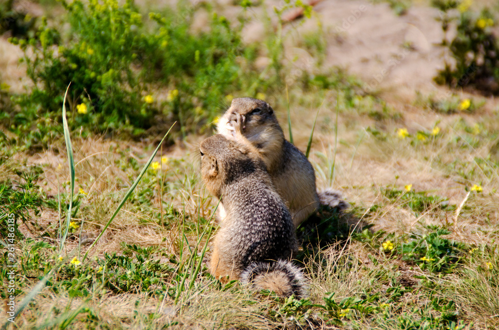 Fototapeta premium Gophers in the wild