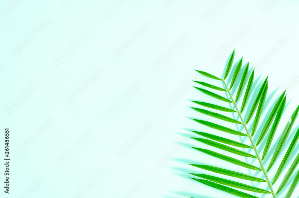 Flat lay green leaf of palm tree on mint background with soft shadows. Copy space for your text or banner.