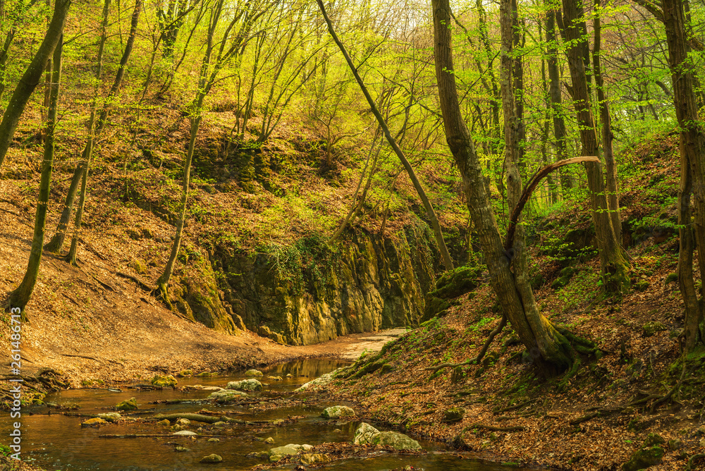 Fototapeta premium Flowing stream in the green spring forest