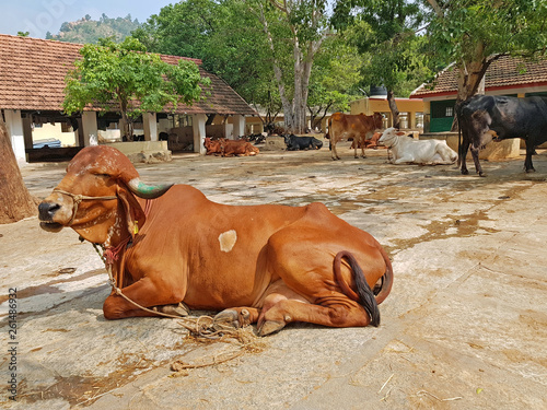 Quadro em tela Cows in the Ramana Maharshi ashram in Tiruvanamalai India