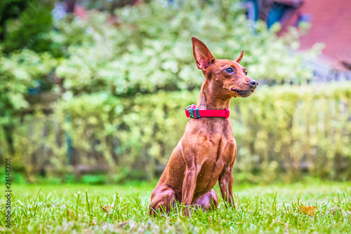 Portrait of a red miniature pinscher dog