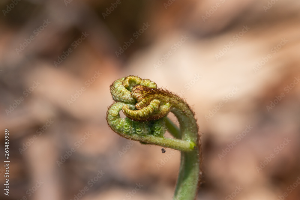 Fototapeta premium Bracken Fern Unfurling in Springtime