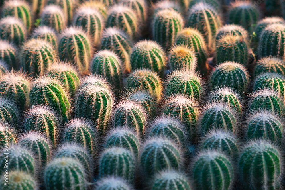 Beautiful many vibrant green small cactus pattern texture for background or wallpaper. Glow cactus plant green leaves pattern. Natural background. Beautiful many vibrant green small cactus pattern texture for background or wallpaper. Glow cactus plant green leaves pattern. Natural background.