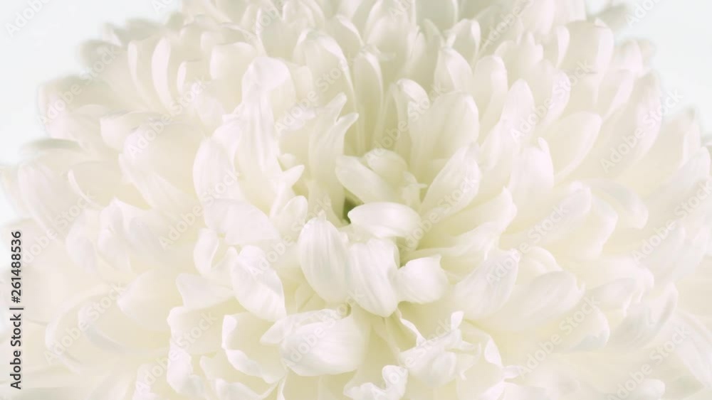 White big flower on isolated background, macro shot zoom White big flower on isolated background, macro shot zoom