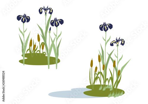  端午の節句のイメージ。菖蒲の花。 日本の季節のイラスト。 こどもの日のイラスト素材。