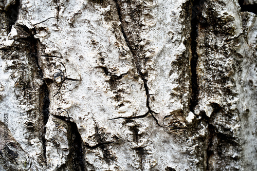 Fototapeta Naklejka Na Ścianę i Meble -  Birch Bark Background.
