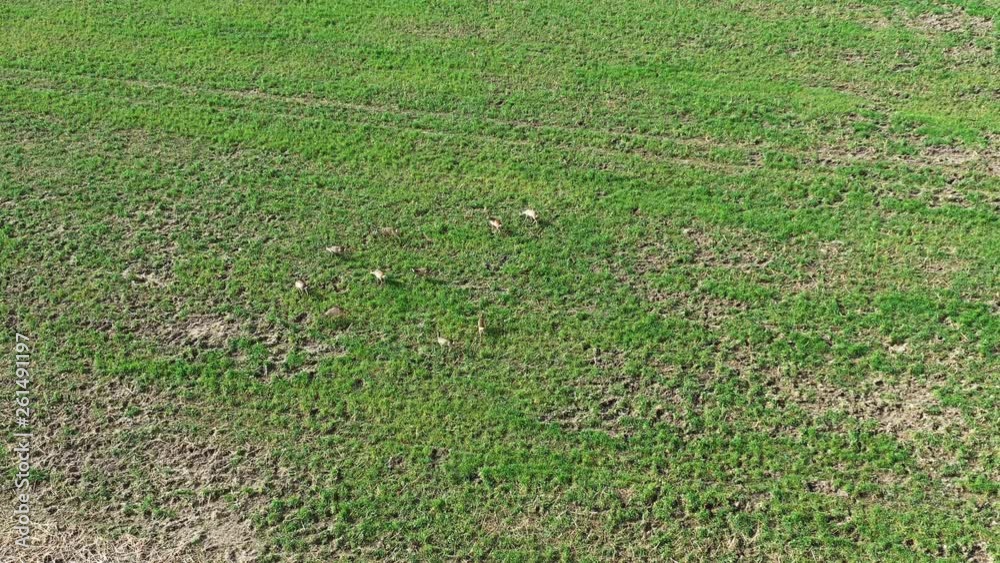 Ein Rudel Rehe auf einem Feld Ein Rudel Rehe auf einem Feld