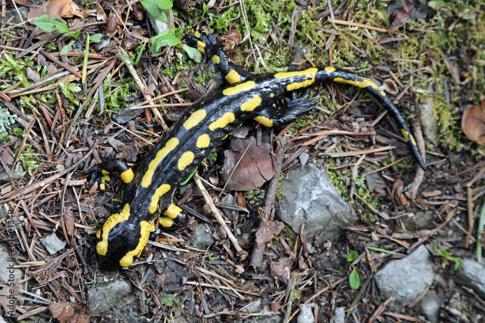 Feuersalamander