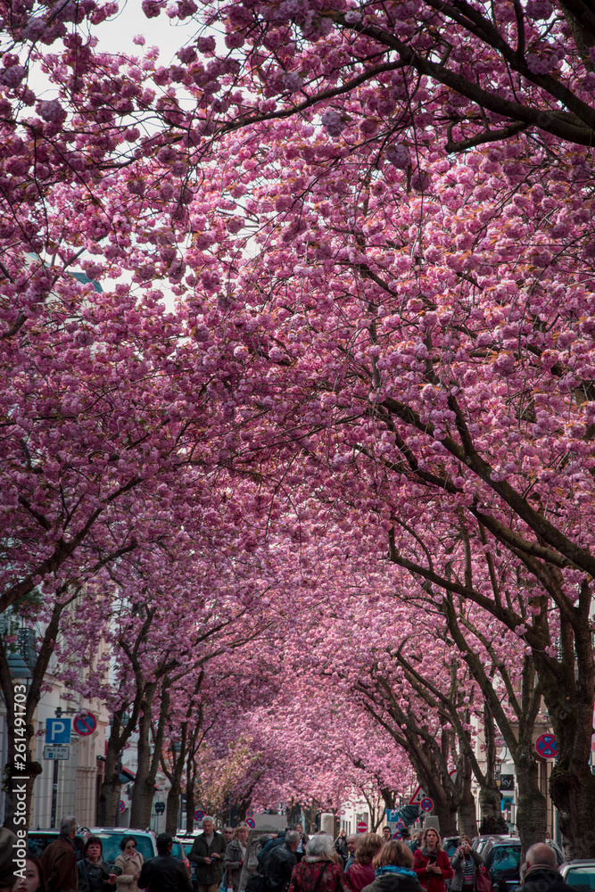 Kirschblüten - Herrstraße in Bonn