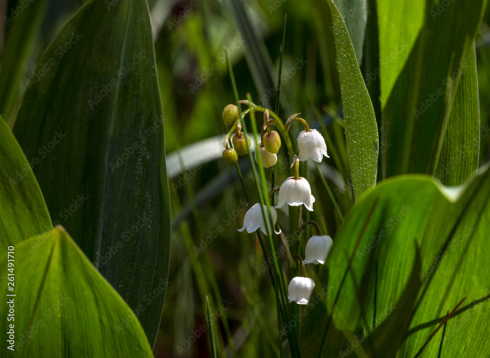 Obraz premium Lilies of the valley. Herb with fragrant white bells flowers. Spring.
