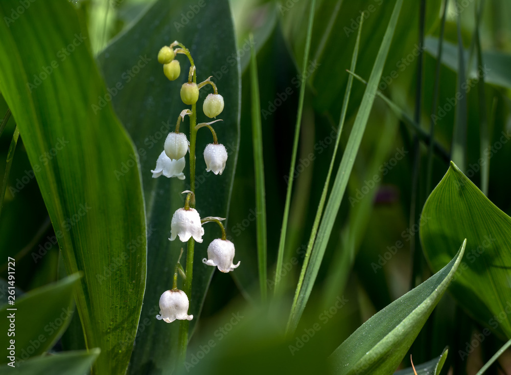Fototapeta premium Lilies of the valley. Herb with fragrant white bells flowers. Spring.