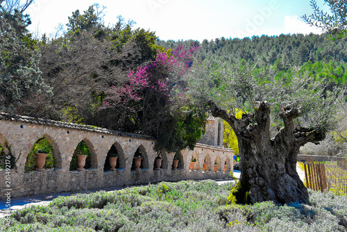 olive tree and old stone bridge in the garden. Provence, France