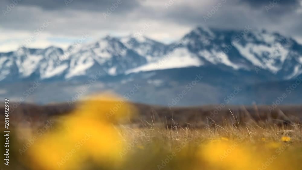 Beautiful yellow flowering dandelions in front of huge mountains in Patagonia. Bright wildflowers and snow-dusted hills with bokeh effect. Beautiful yellow flowering dandelions in front of huge mountains in Patagonia. Bright wildflowers and snow-dusted hills with bokeh effect.
