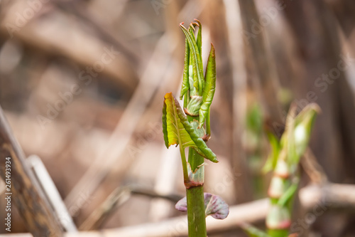 Japanese Knotweed Sprouting in Springtime