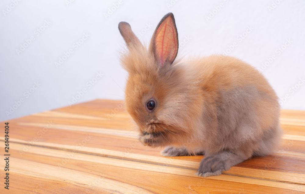 Obraz premium Cute little brown bunny or rabbit stay on wood table with white background