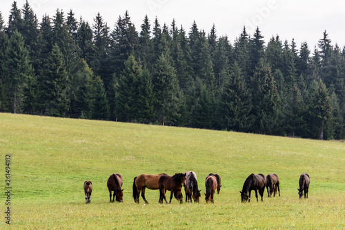 Horses on free pasture in the Carpathian mountains of Transylvania.  © krstrbrt
