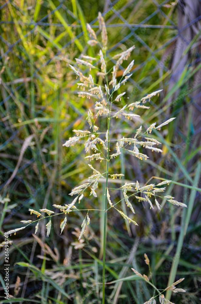 green grass with morning dew green grass with morning dew