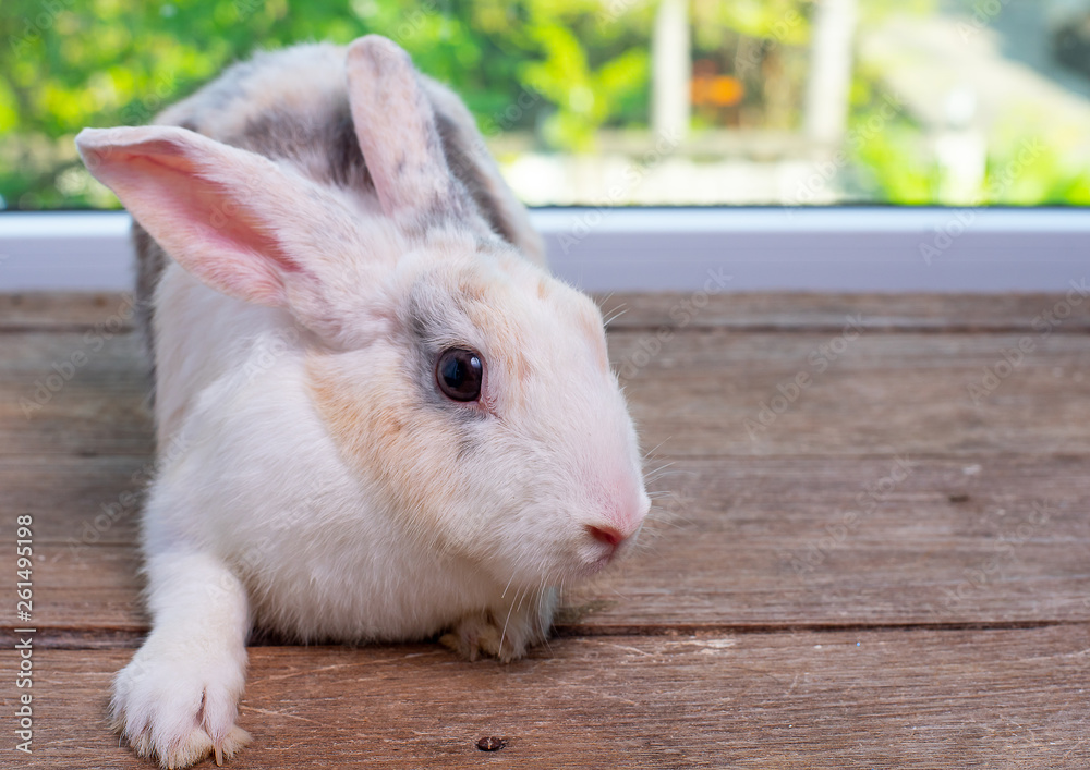 Long ears bunny rabbit stay on wood table with green and nature background Long ears bunny rabbit stay on wood table with green and nature background