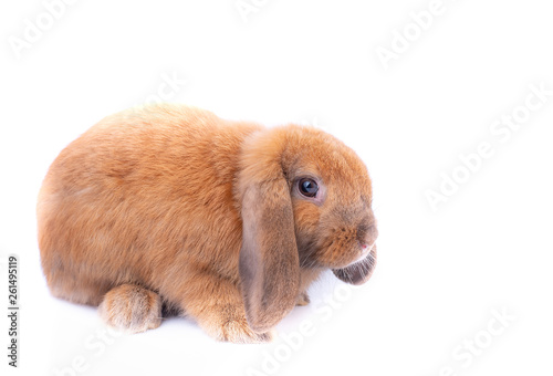 Little brown bunny rabbit with long ears stay on white background