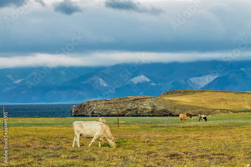 Cows are walking on the meadow field on Olkhon Island on the background of mountains and clouds